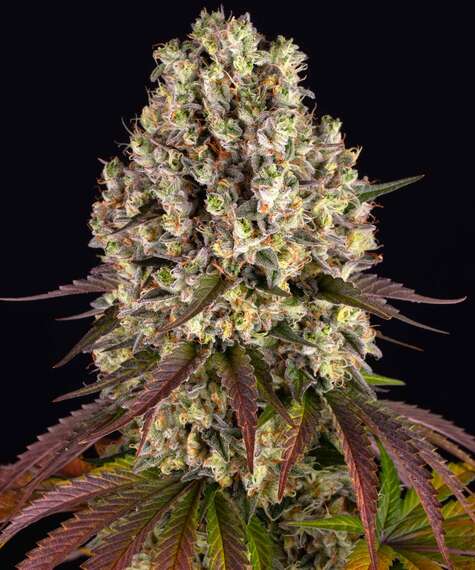 Graines - Barney's Farm - FEM - Sour Diesel - Pack 5 — Seeds - feminized
