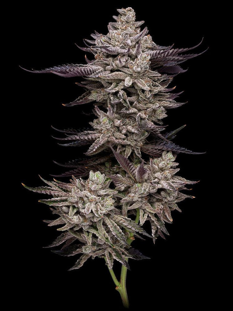 Graines - Compound Genetics - FEM - El Valle Haze - Pack 5 — Seeds - feminized