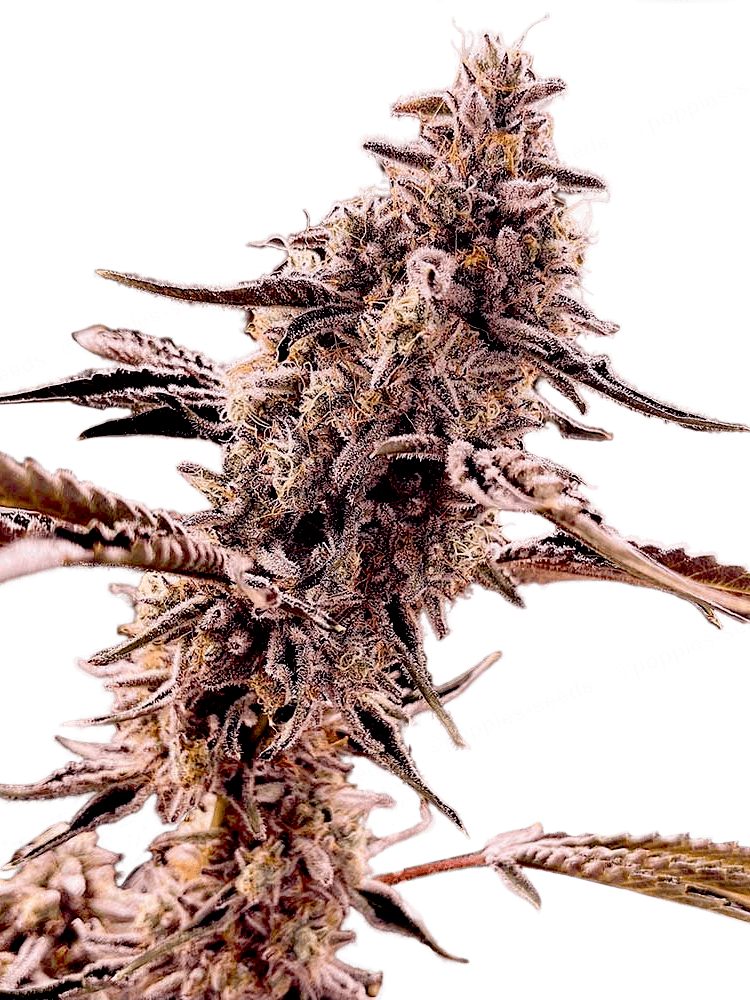 Graines - Compound Genetics - FEM - Animorph Mints - Pack 5 — Seeds - feminized