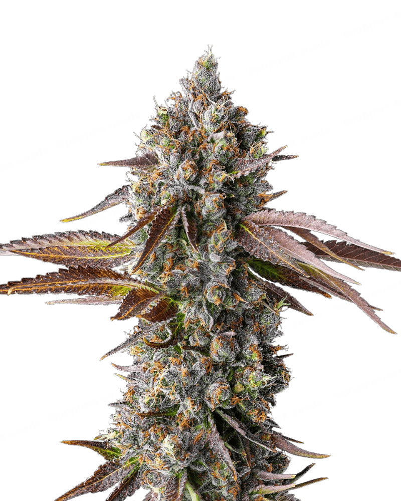 Graines - Compound Genetics - FEM - Strawberry Skrilla - Pack 7 — Seeds - feminized