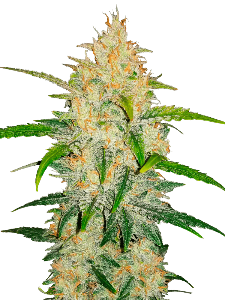 Graines - Fastbuds - AUTO - Zkittlez - Pack 100 — Seeds - feminized auto