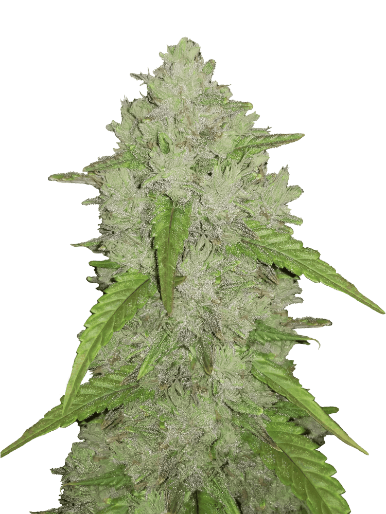 Graines - Fastbuds - AUTO - Amnesia Zkittlez - Pack 1000 — Seeds - feminized auto