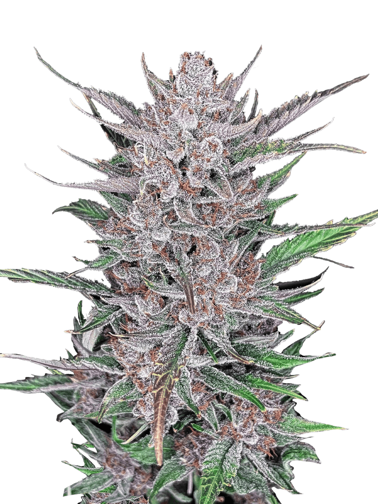 Graines - Fastbuds - AUTO - Gorilla Punch - Pack 25 — Seeds - feminized auto