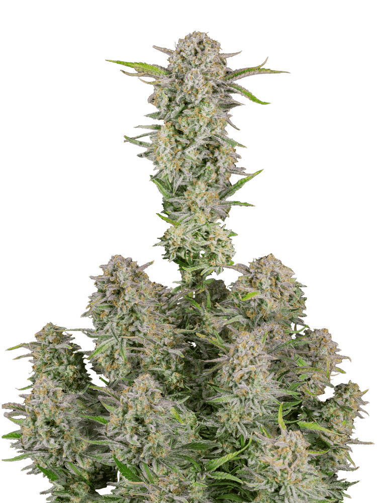 Graines - Fastbuds - AUTO - Bruce Banner - Pack 25 — Seeds - feminized auto