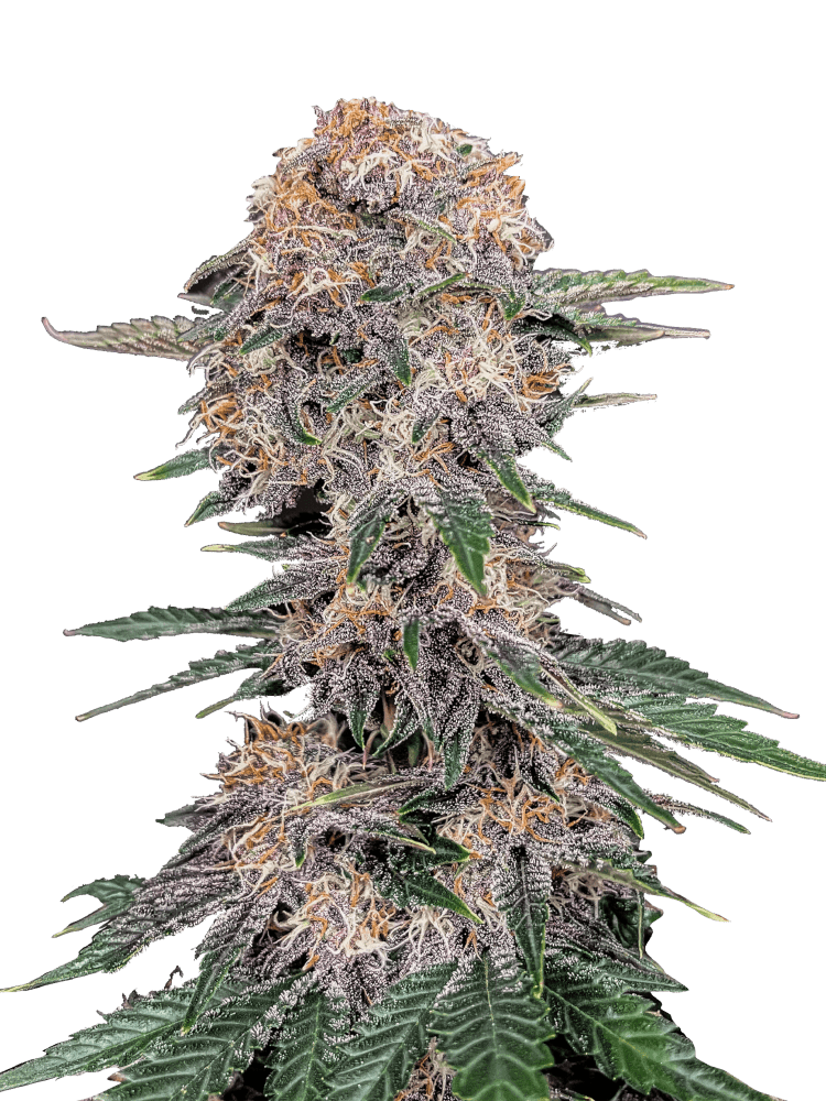 Graines - Fastbuds - AUTO - Cherry Cola - Pack 25 — Seeds - feminized auto