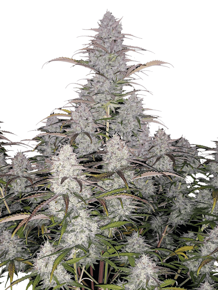 Graines - Fastbuds - AUTO - Green Crack - Pack 500 — Seeds - feminized auto