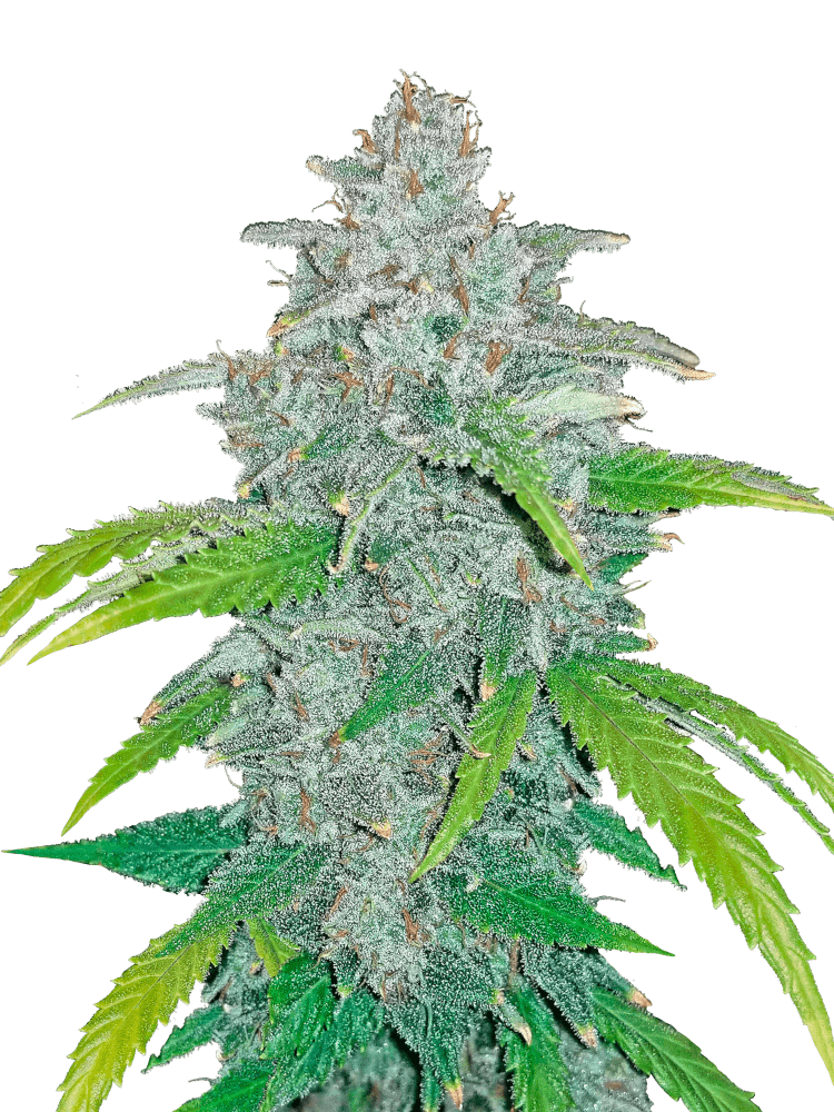 Graines - Fastbuds - AUTO - Blue Dream - Pack 100 — Seeds - feminized auto