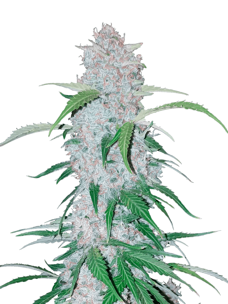 Graines - Fastbuds - AUTO - Six Shooter - Pack 3 — Seeds - feminized auto