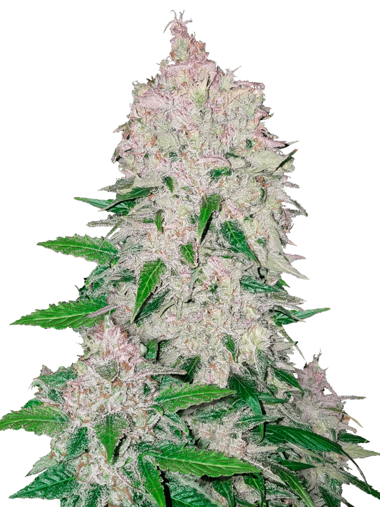 Graines - Fastbuds - AUTO - Stardawg - Pack 1000 — Seeds - feminized auto