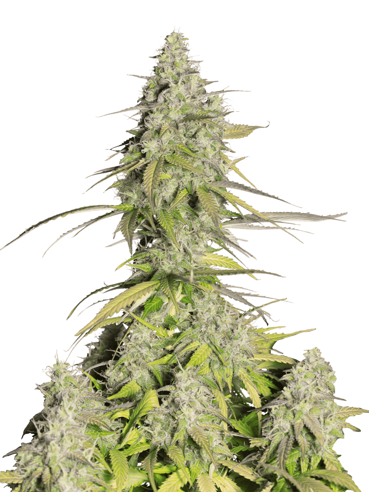 Graines - Fastbuds - AUTO - Girl Scout Cookies - Pack 2 — Seeds - feminized auto