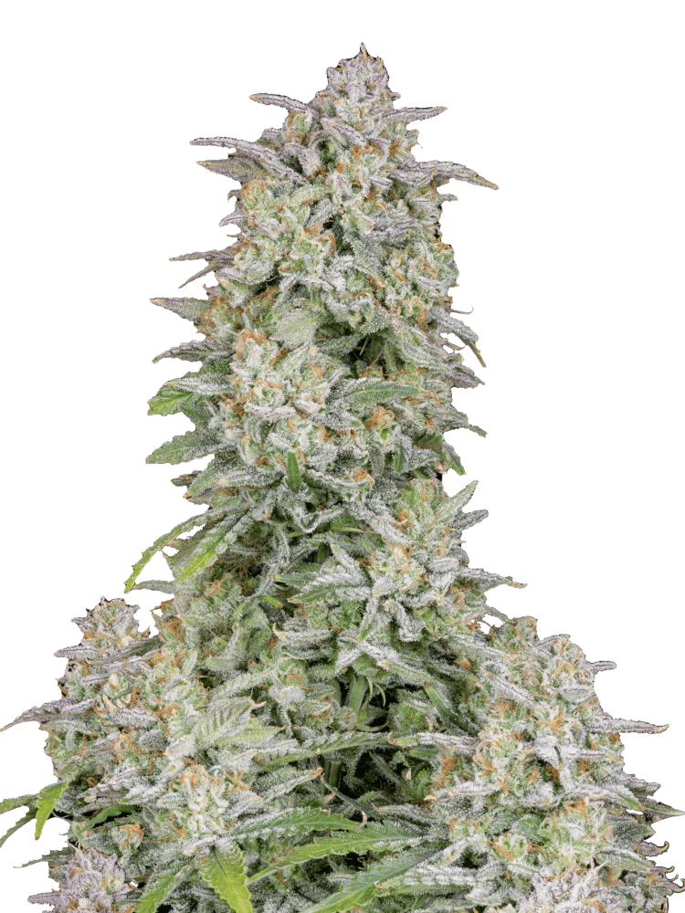 Graines - Fastbuds - AUTO - Forbidden Runtz - Pack 10 — Seeds - feminized auto