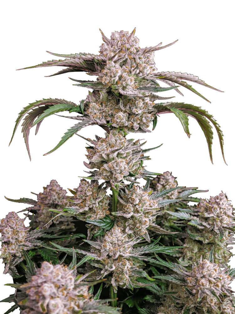 Graines - Fastbuds - AUTO - Strawberry Gorilla - Pack 3 — Seeds - feminized auto