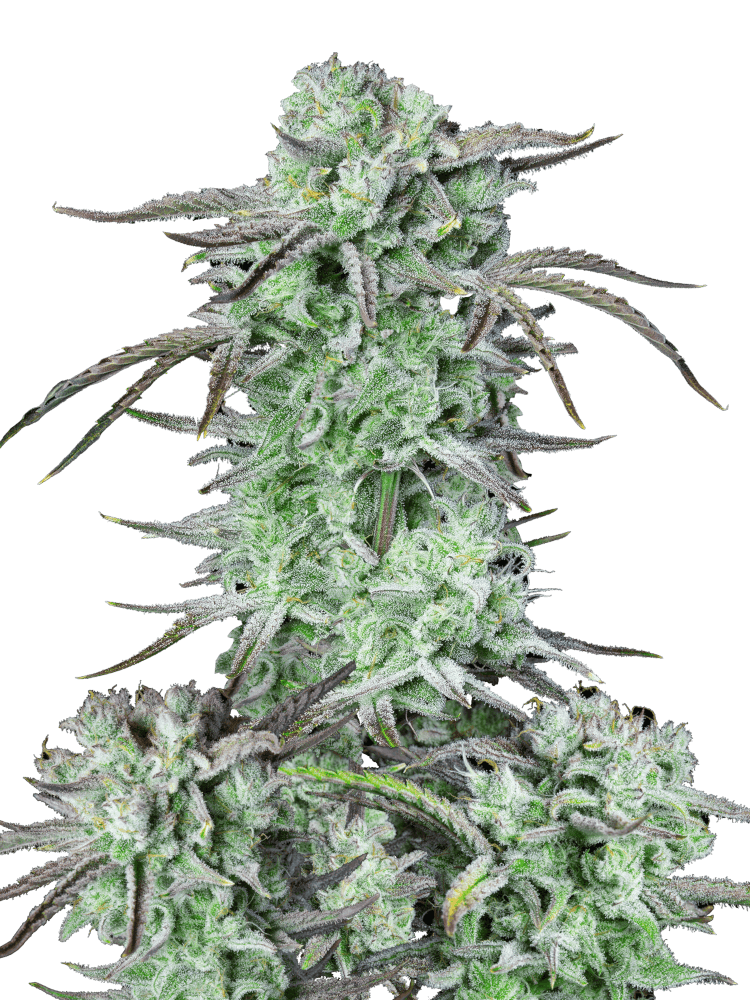 Graines - Fastbuds - AUTO - Strawberry Banana - Pack 1000 — Seeds - feminized auto