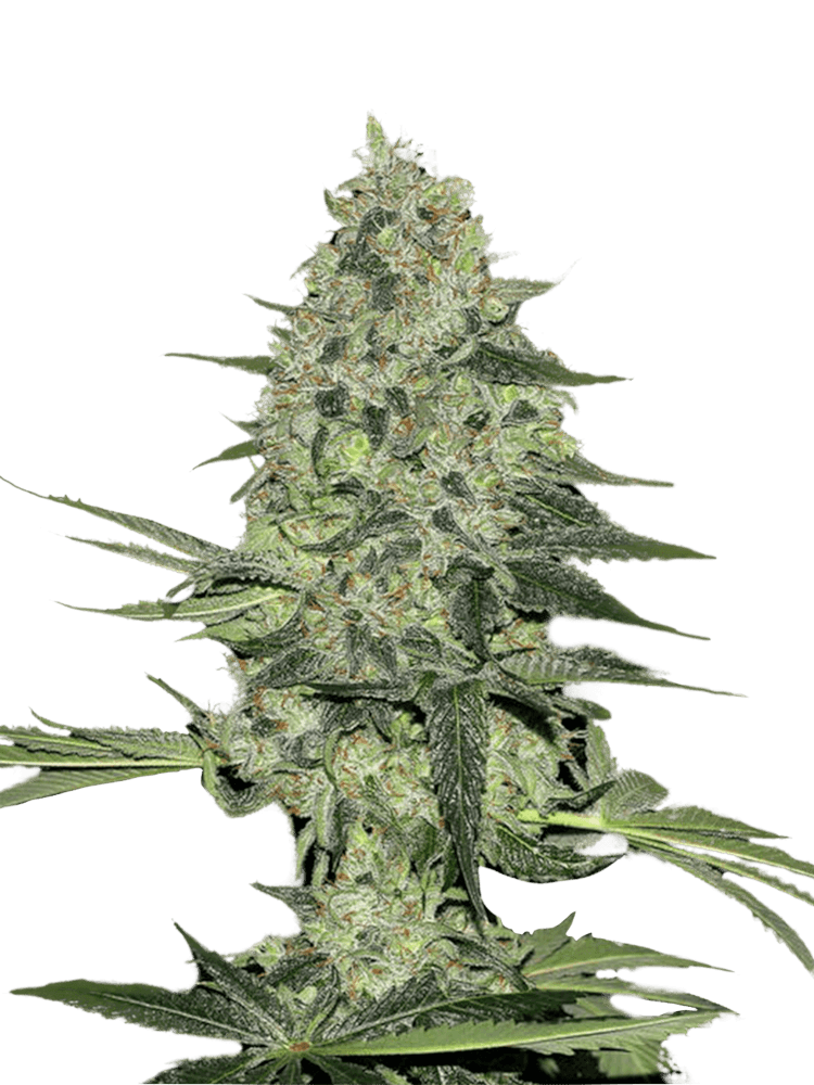 Graines - Fastbuds - AUTO - Rhino Ryder - Pack 500 — Seeds - feminized auto