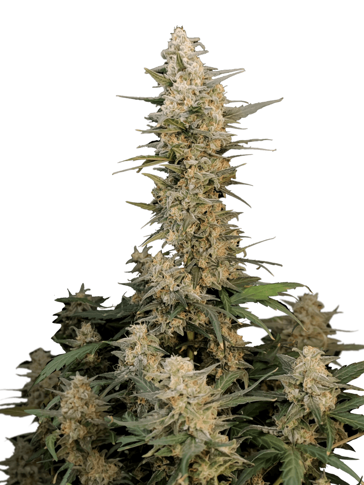 Graines - Fastbuds - AUTO - Critical - Pack 1000 — Seeds - feminized auto