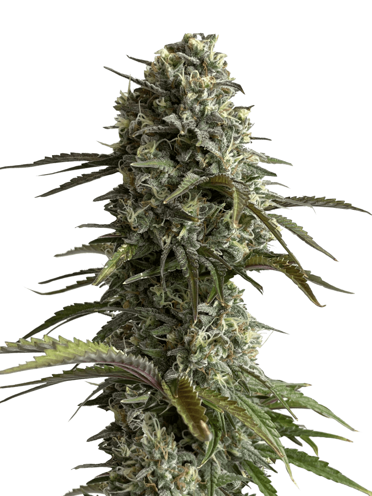 Graines - Fastbuds - AUTO - Skunk - Pack 1 — Seeds - feminized auto