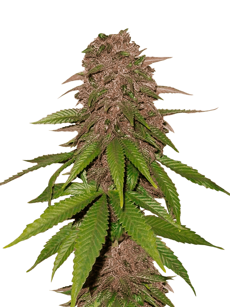 Graines - Fastbuds - AUTO - C4 - Pack 5 — Seeds - feminized auto