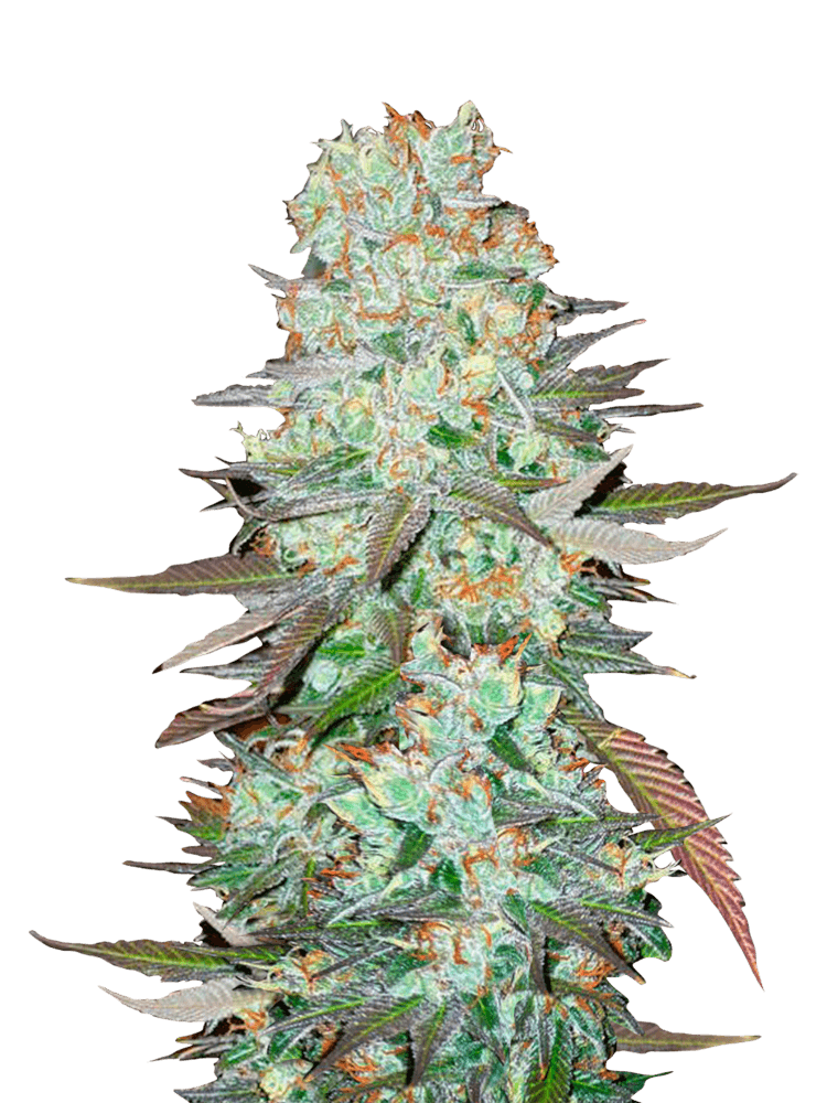Graines - Fastbuds - AUTO - G14 - Pack 10 — Seeds - feminized auto