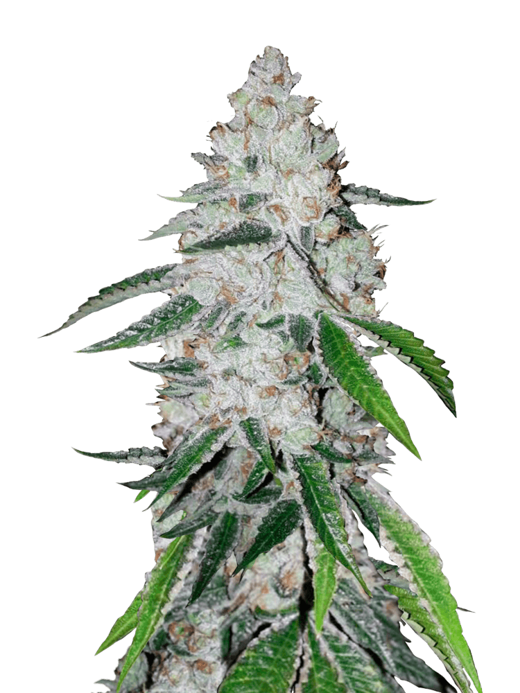 Graines - Fastbuds - AUTO - West Coast OG - Pack 5 — Seeds - feminized auto