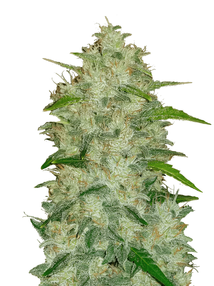 Graines - Fastbuds - AUTO - Chemdawg - Pack 100 — Seeds - feminized auto