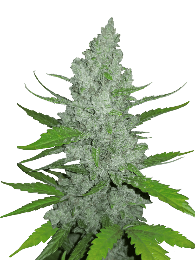 Graines - Fastbuds - AUTO - Sour Diesel - Pack 50 — Seeds - feminized auto