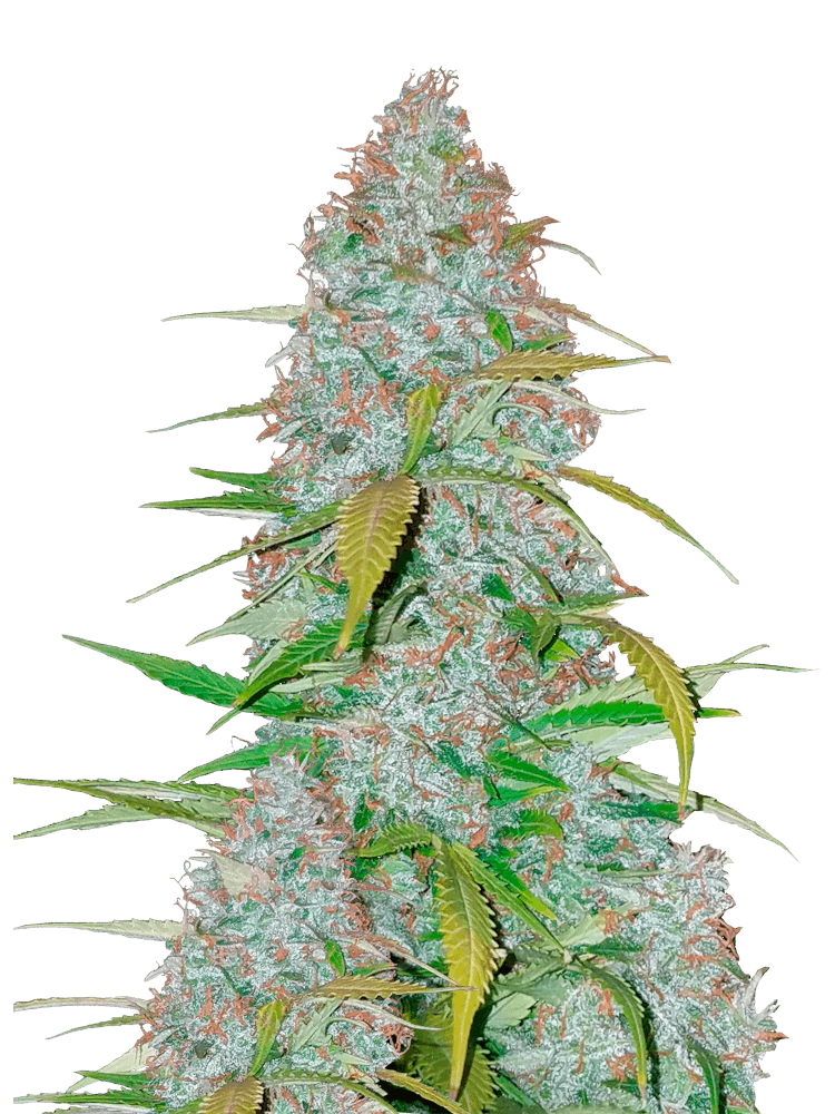 Graines - Fastbuds - AUTO - Californian Snow - Pack 1 — Seeds - feminized auto