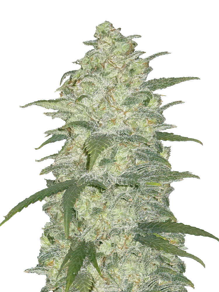 Graines - Fastbuds - AUTO - White Widow - Pack 3 — Seeds - feminized auto