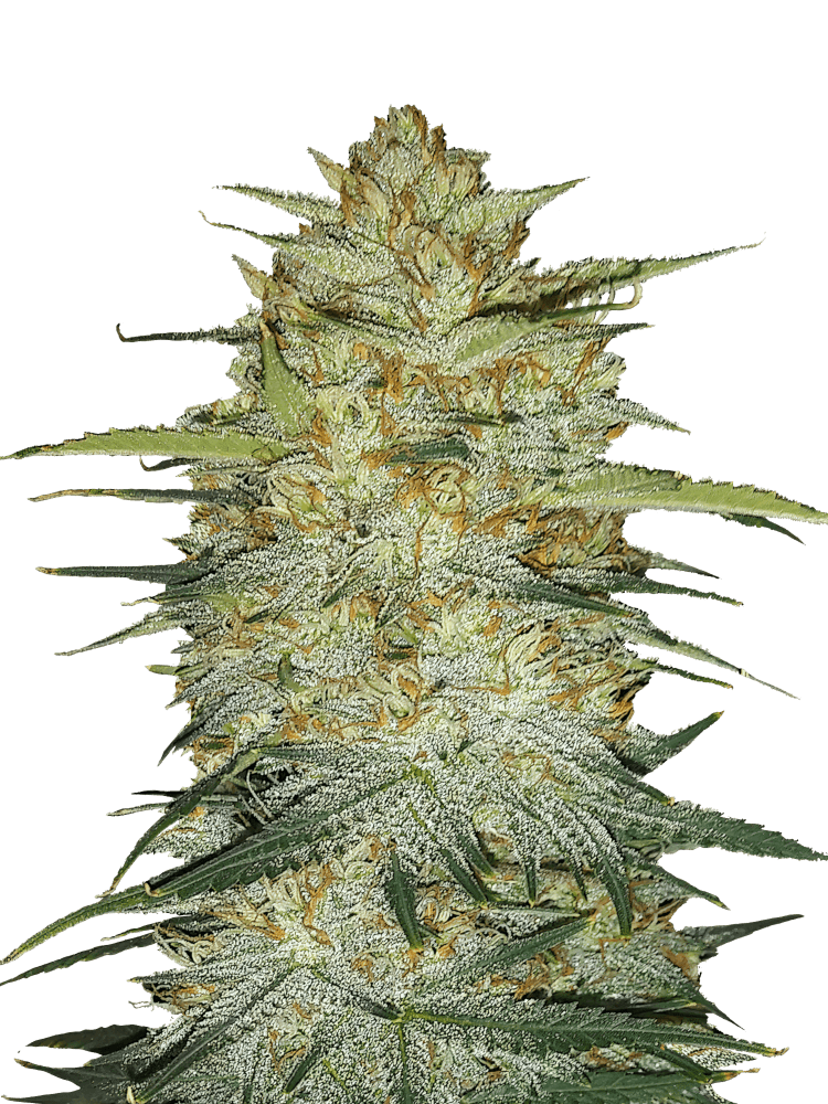 Graines - Fastbuds - AUTO - OG Kush - Pack 100 — Seeds - feminized auto