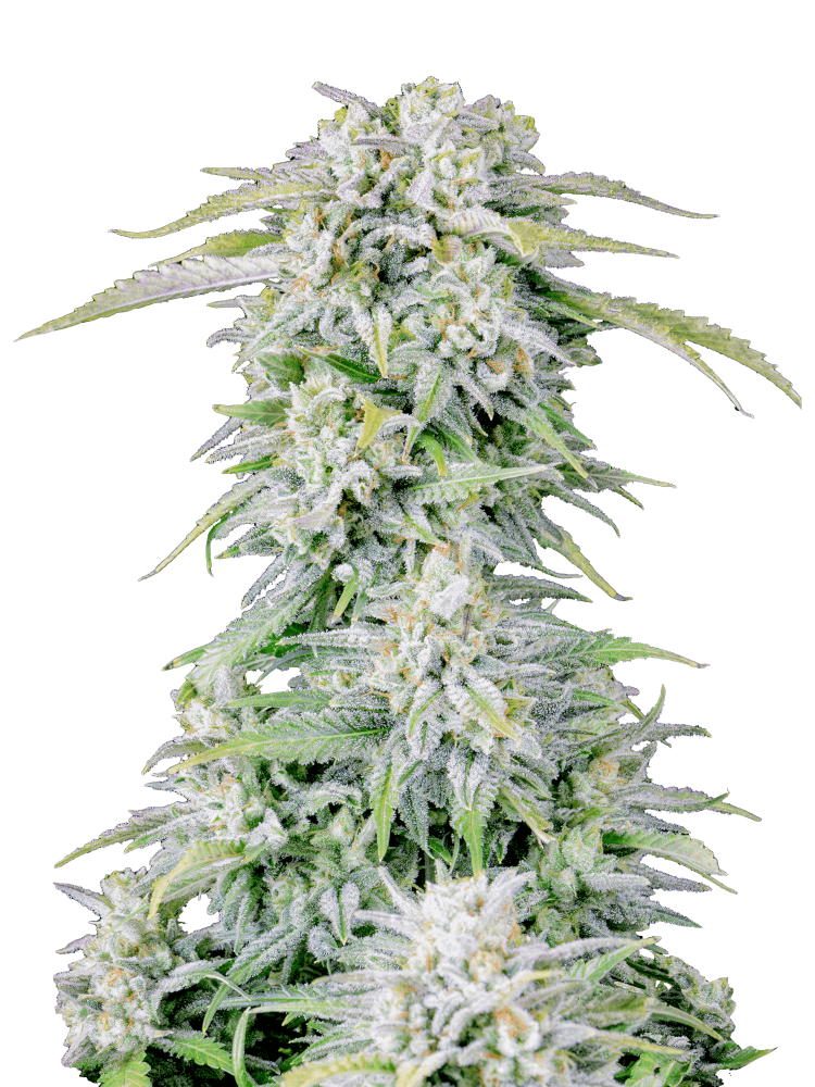 Graines - Fastbuds - AUTO - Afghan Kush - Pack 5 — Seeds - feminized auto