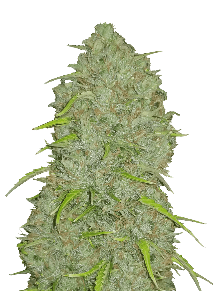 Graines - Fastbuds - AUTO - Jack Herer - Pack 5 — Seeds - feminized auto