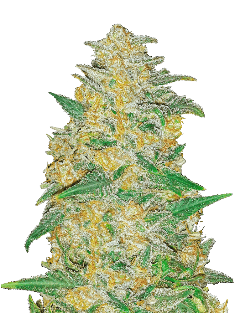 Graines - Fastbuds - AUTO - AK - Pack 3 — Seeds - feminized auto