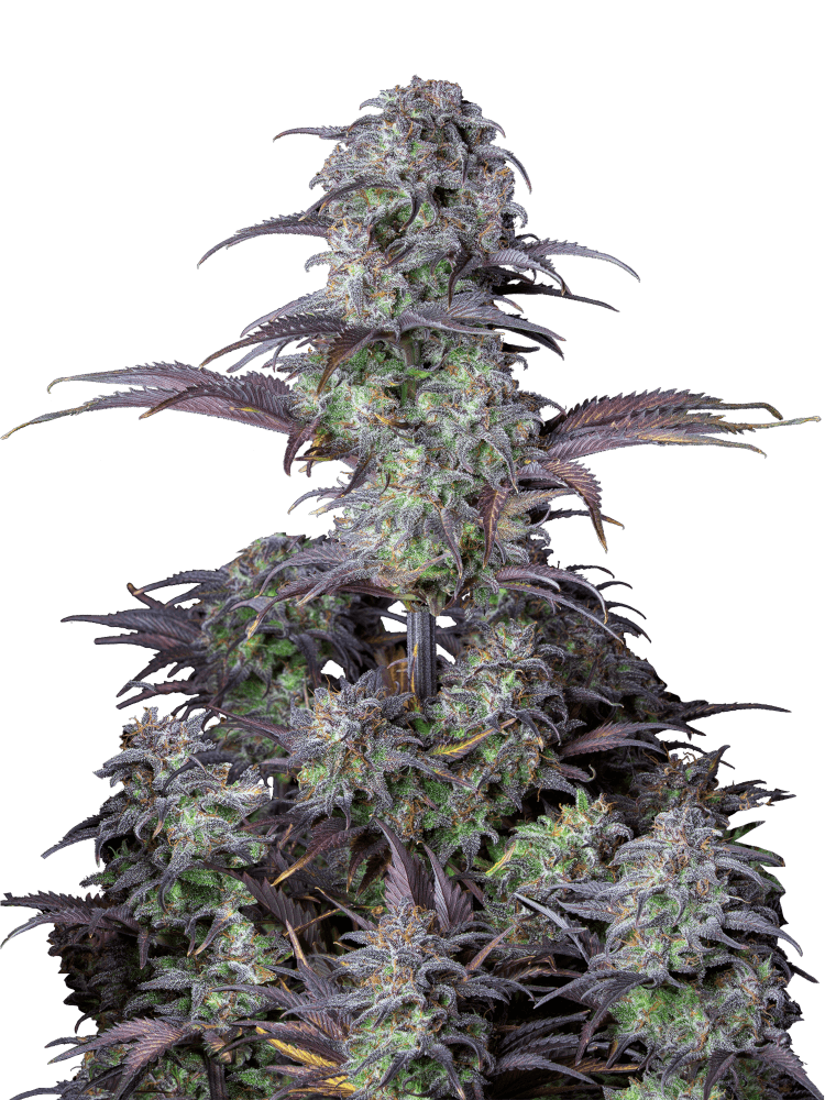 Graines - Fastbuds - AUTO - Blueberry - Pack 1000 — Seeds - feminized auto
