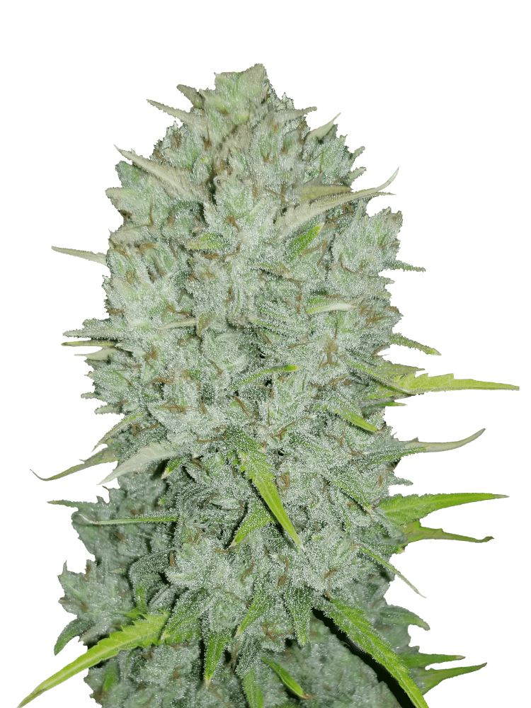 Graines - Fastbuds - AUTO - Northern Lights - Pack 1 — Seeds - feminized auto