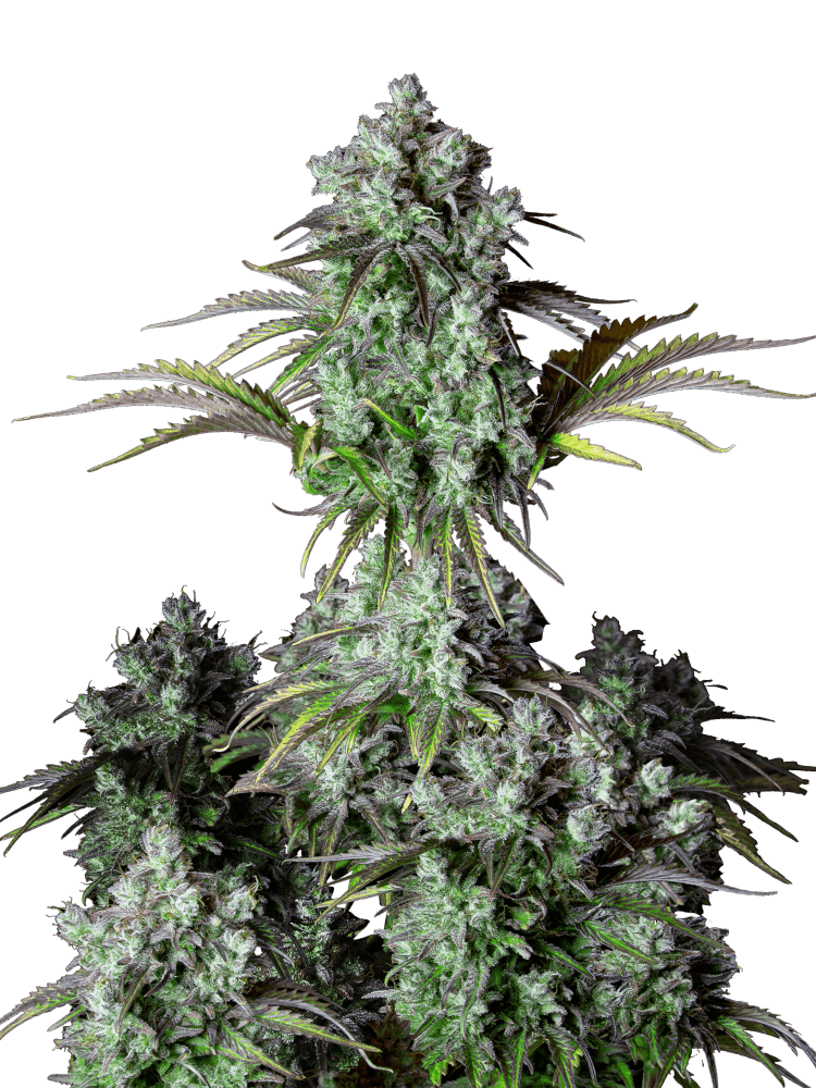 Graines - Fastbuds - AUTO - Big Bud - Pack 50 — Seeds - feminized auto