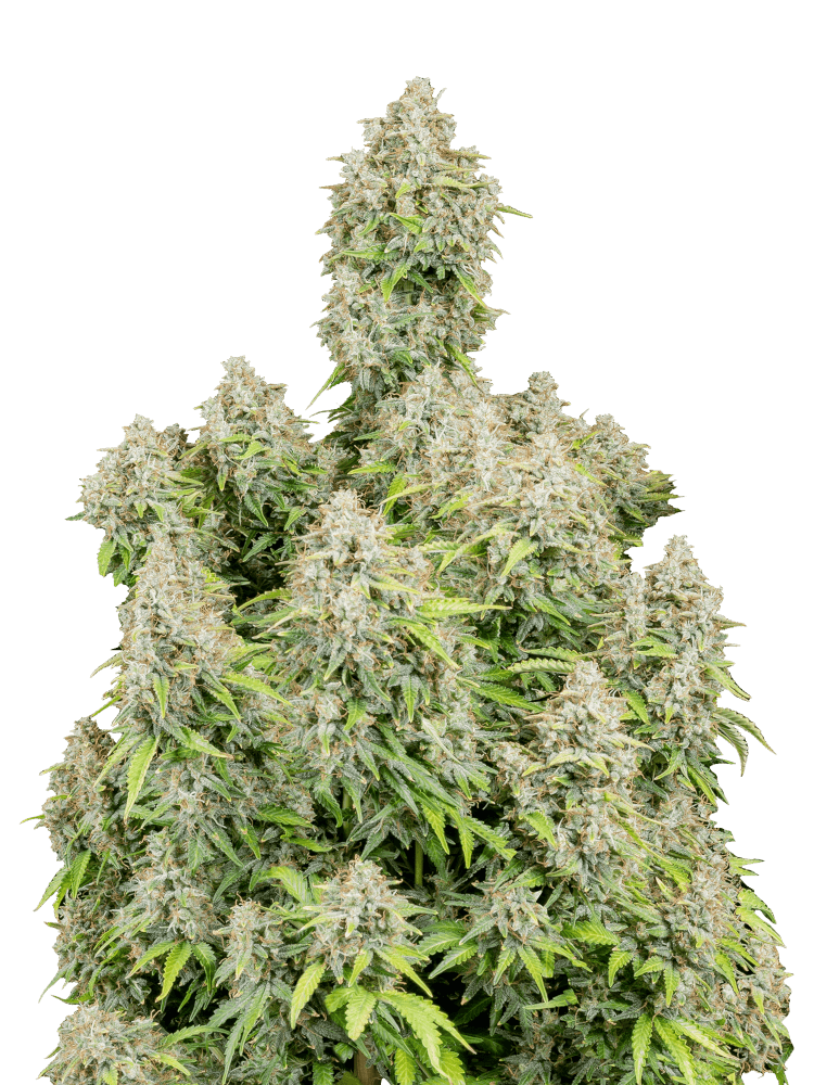 Graines - Fastbuds - AUTO - Cinderella - Pack 10 — Seeds - feminized auto