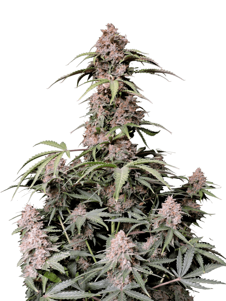 Graines - Fastbuds - AUTO - Amnesia Haze - Pack 100 — Seeds - feminized auto