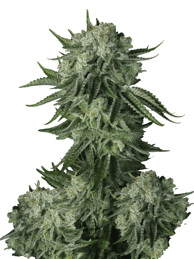 Graines - Fastbuds - AUTO - Moby Dick - Pack 100 — Seeds - feminized auto