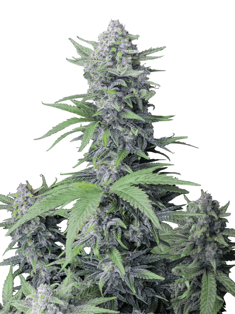 Graines - Fastbuds - AUTO - Tropicana Cookies - Pack 100 — Seeds - feminized auto