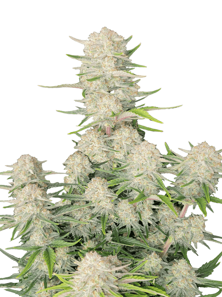 Graines - Fastbuds - AUTO - Apricot - Pack 2 — Seeds - feminized auto