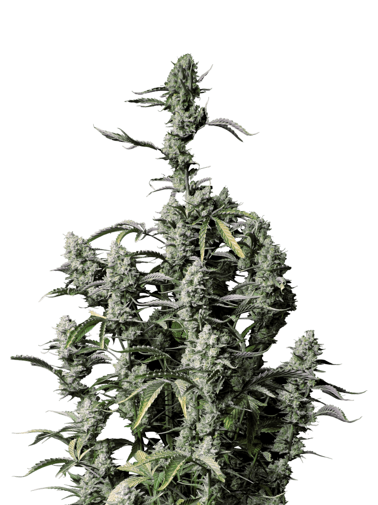 Graines - Fastbuds - AUTO - Gorilla Zkittlez - Pack 25 — Seeds - feminized auto