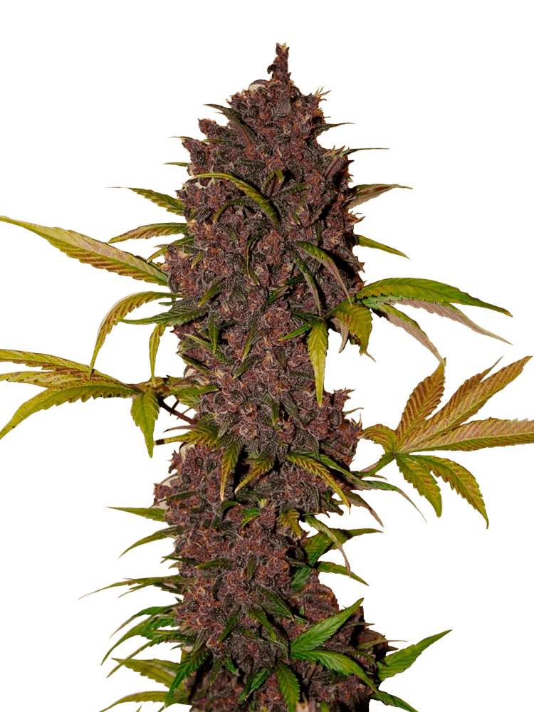 Graines - Fastbuds - AUTO - LSD-25 - Pack 10 — Seeds - feminized auto