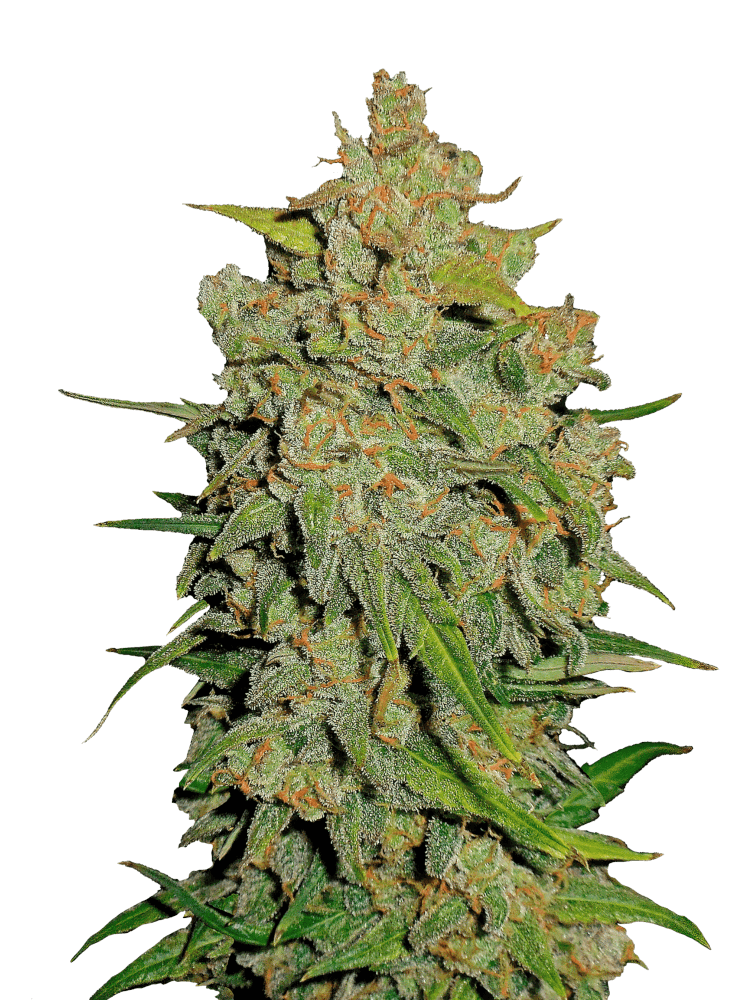 Graines - Fastbuds - AUTO - Lemon AK - Pack 1000 — Seeds - feminized auto