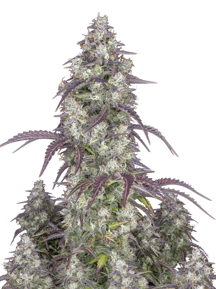 Graines - Fastbuds - AUTO - Lemon Pie - Pack 2 — Seeds - feminized auto