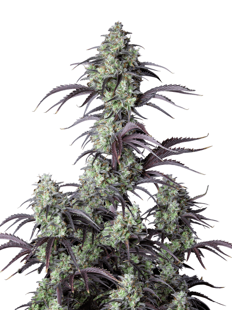 Graines - Fastbuds - AUTO - Mimosa Cake - Pack 10 — Seeds - feminized auto