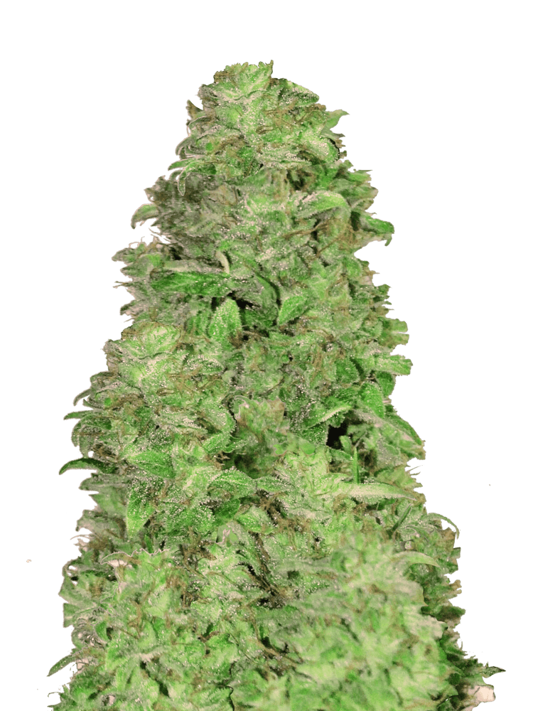 Graines - Fastbuds - AUTO CBD - CBD 20:1