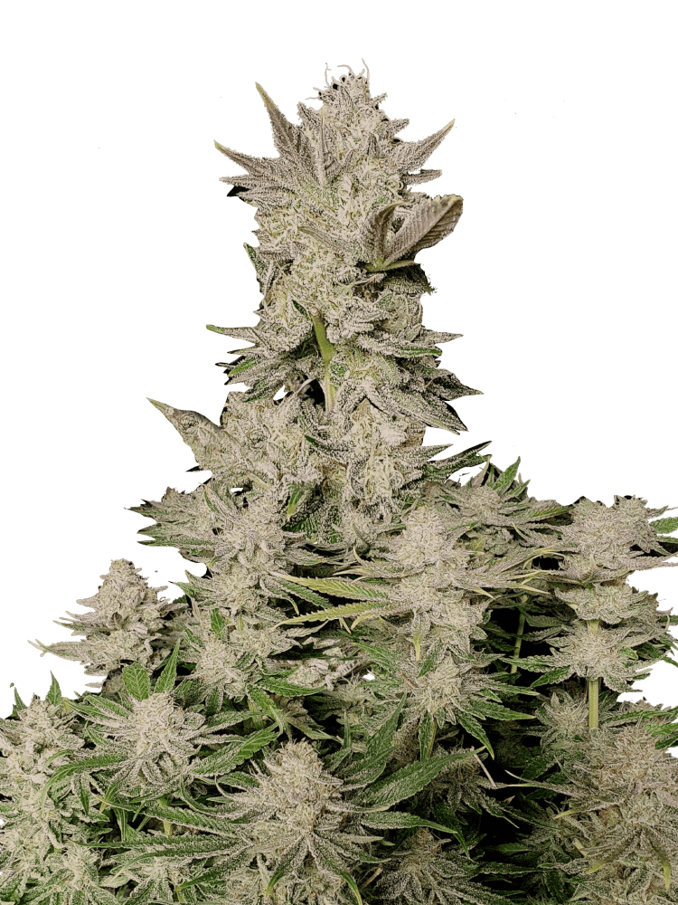 Graines - Fastbuds - FAST - Tropicana Cookies FF - Pack 50 — Seeds - feminized fast version