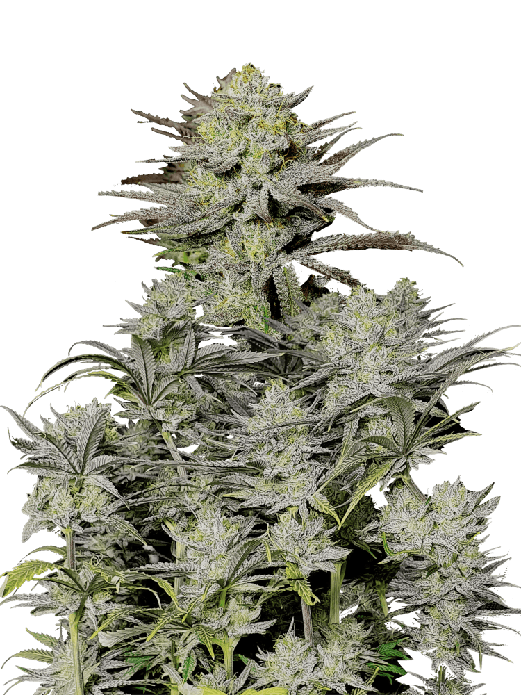 Graines - Fastbuds - FAST - Gorilla Cookies FF - Pack 2 — Seeds - feminized fast version