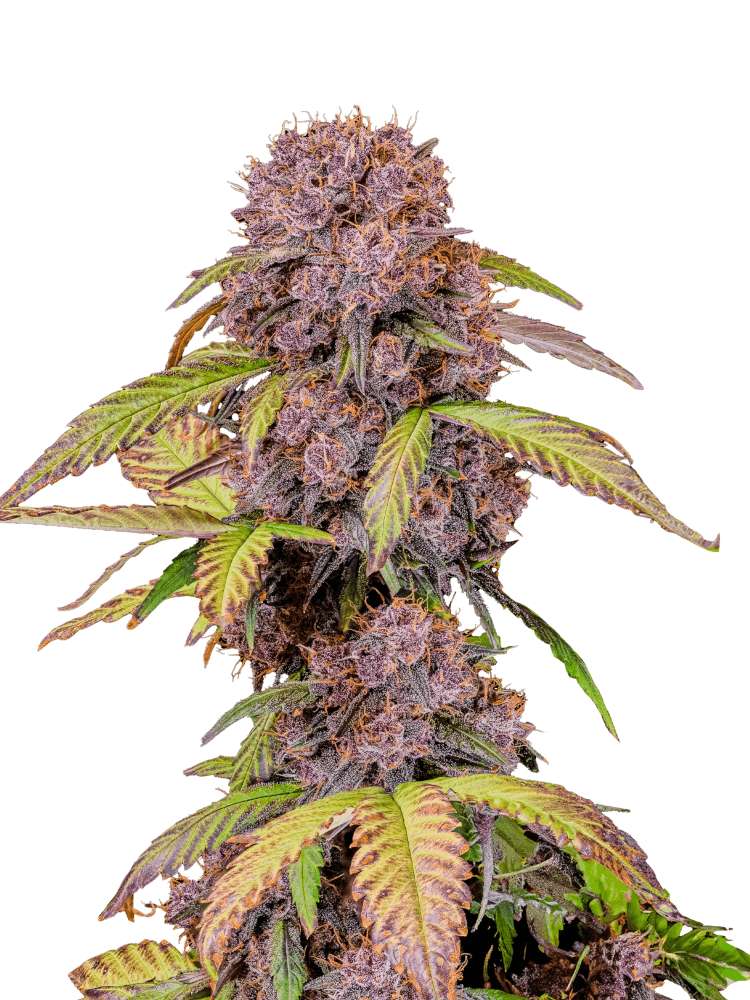 Graines - Fastbuds - AUTO - Lemon Cherry Cookies - Pack 5 — Seeds - feminized auto