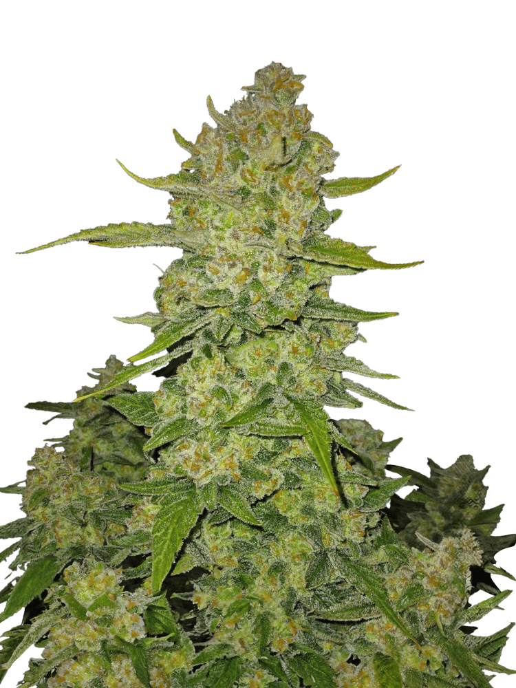 Graines - Fastbuds - AUTO - Papaya Cookies - Pack 50 — Seeds - feminized auto