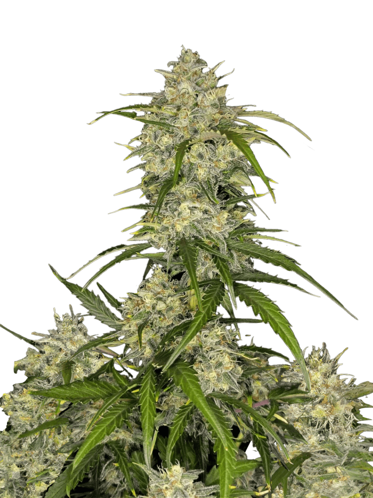 Graines - Fastbuds - AUTO - Sour Jealousy - Pack 1000 — Seeds - feminized auto